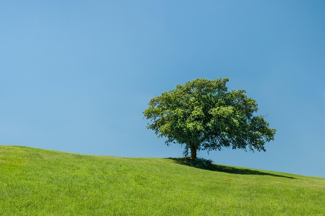 tree on hill